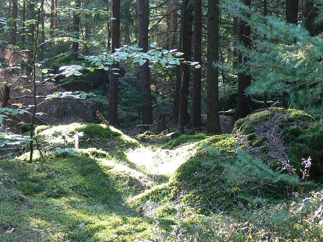 Licht und Schatten am Schwarzerberg