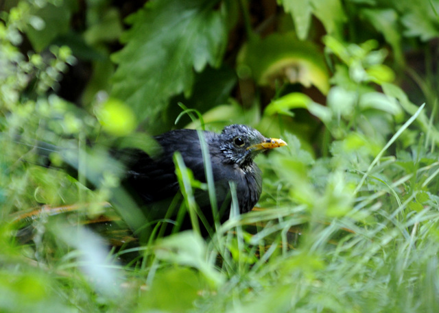 Unsere letzte lebende Amsel :-(