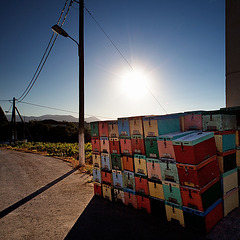 backlight_bees