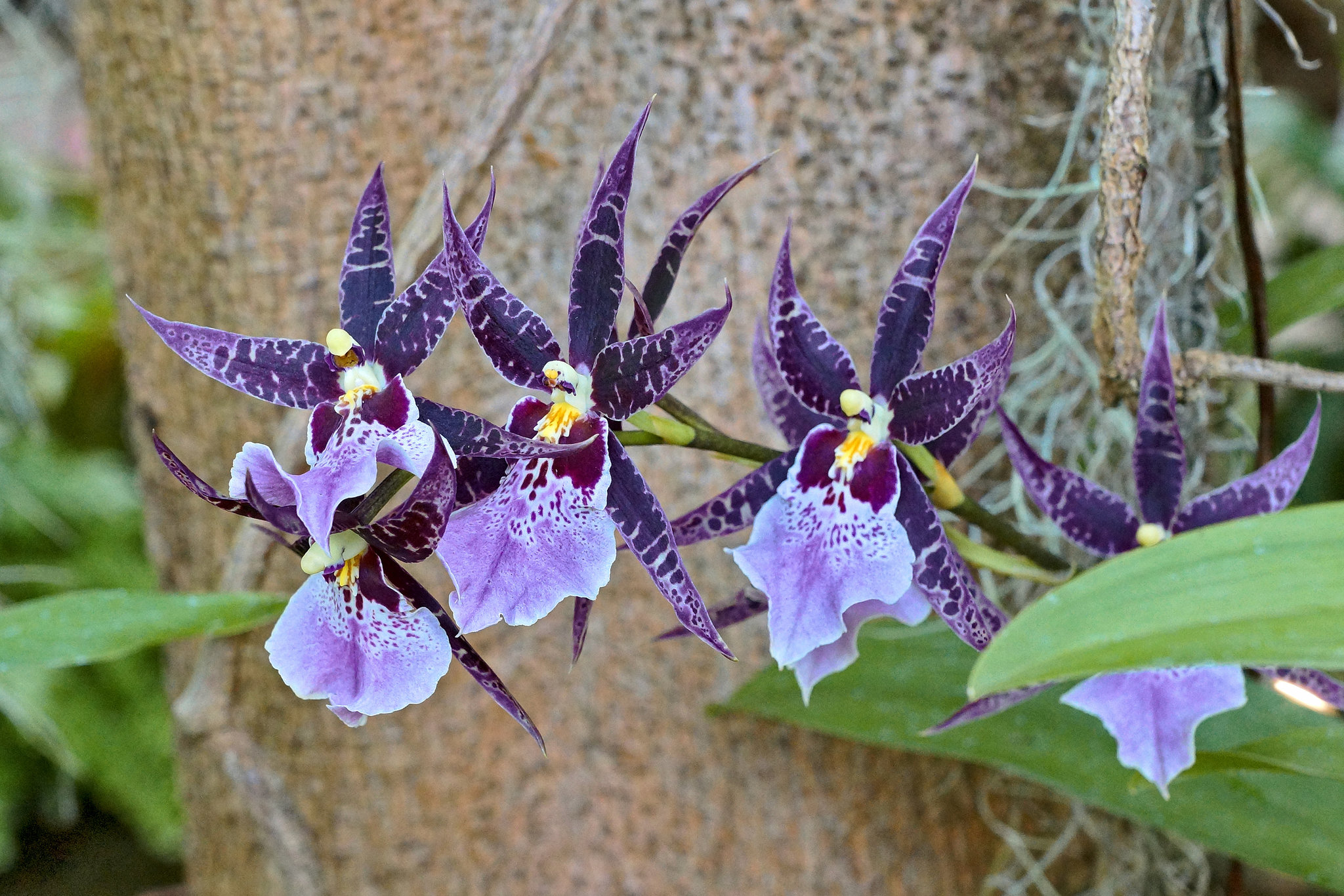 Purple Dancers – Phipps Conservatory, Pittsburgh, Pennsylvania