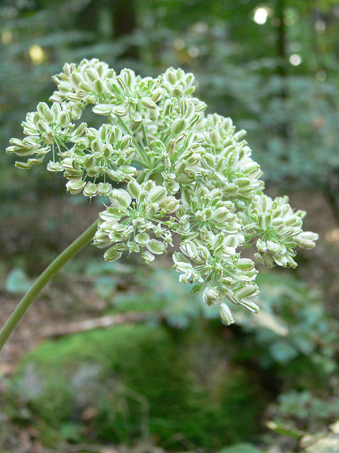 Pflanzen im Wald