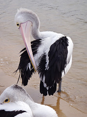 pelicans in San Remo