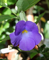 Thunbergia erecta