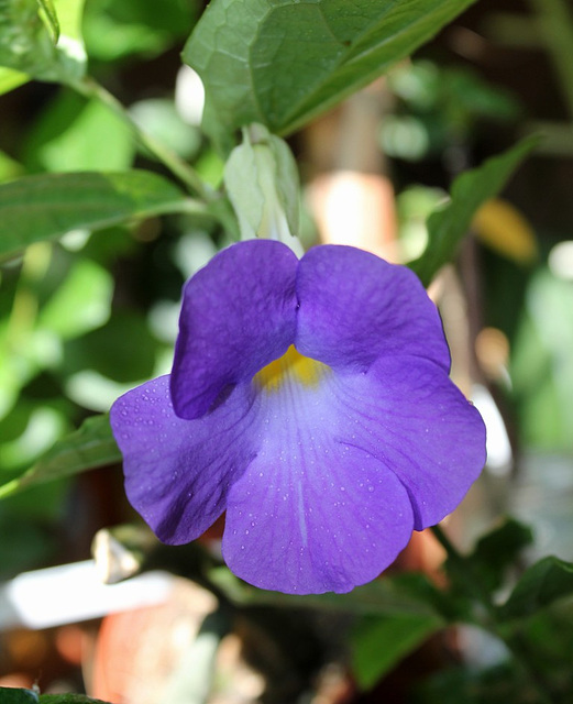 Thunbergia erecta