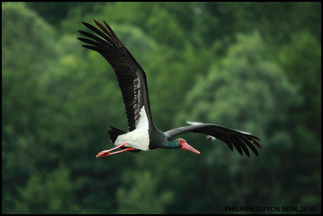 CIGOGNE NOIRE