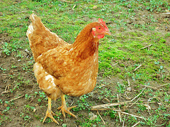 POULETTE POULETTE