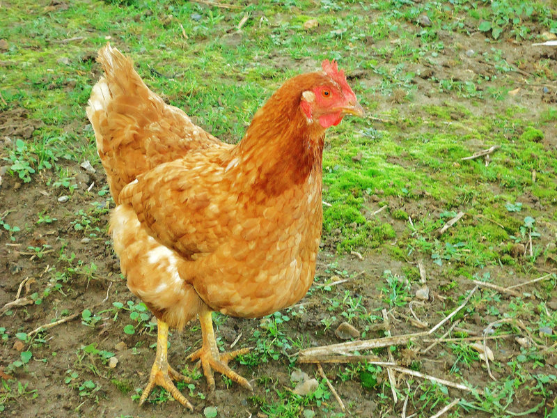 POULETTE