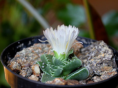 Faucaria candida (3)