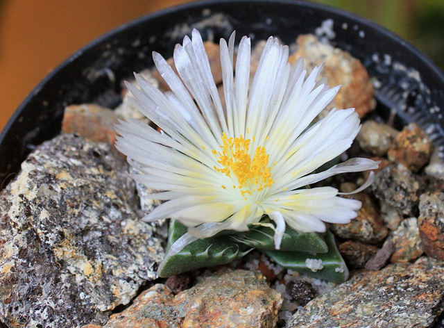 Faucaria candida (4)
