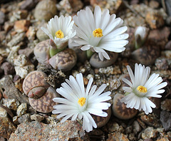 Lithops karasmontana ssp bella