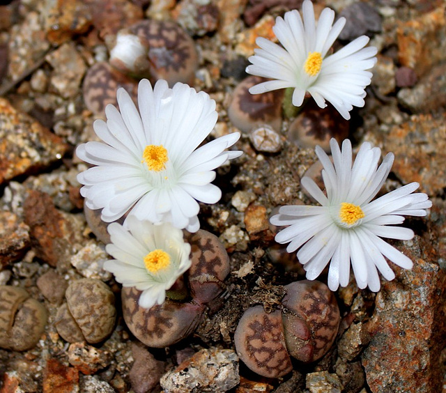 Lithops karasmontana ssp bella (3)