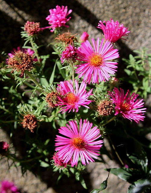 Aster Alma Potschke
