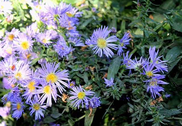 Aster novi-belgii Chequers (2)