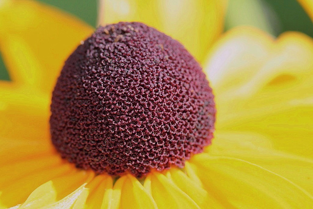 Rudbeckia