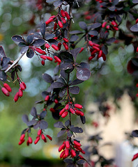 fruits de Berberis