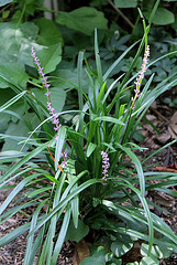 Liriope muscari