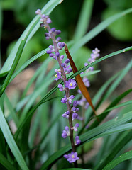 Liriope muscari 2