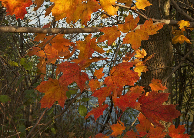 C'est encore l'automne