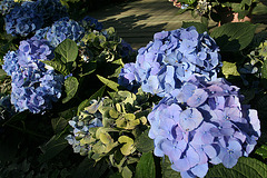 L.A. County Fair Hydrangea (0803)