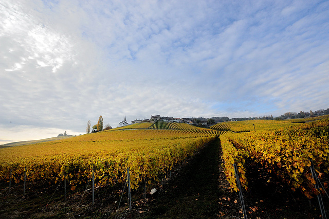 Le village de Féchy et les vignes