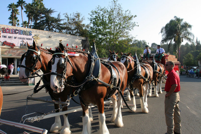 L.A. County Fair - Budweiser Clydesdales (0815)