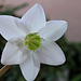 Eucharis amazonica