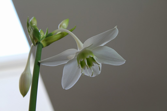 Eucharis amazonica
