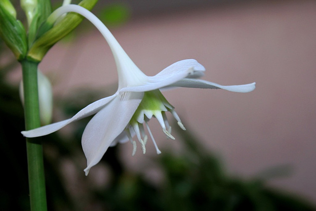 Eucharis amazonica