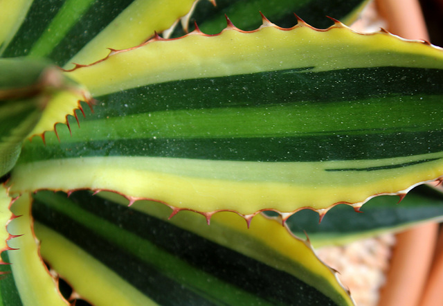 Agave lophanta