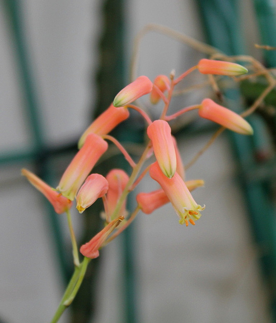 Aloe X (Aloe descoingsii x rauhii probable)