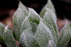 Haworthia cooperi venusta 2