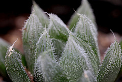 Haworthia cooperi venusta 2 Haworthia cooperi venusta 2