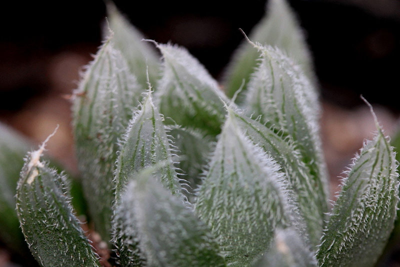 Haworthia cooperi venusta 2