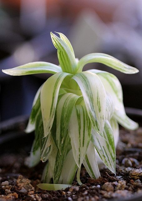 Haworthia cymbiformis variegata