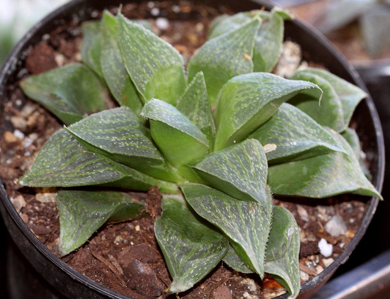 Haworthia magnifica ssp magnifica