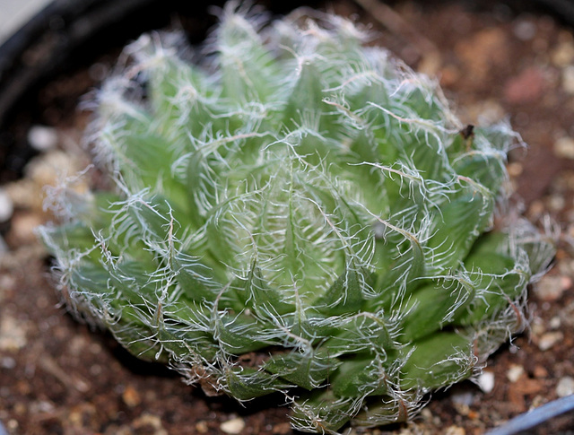 Haworthia bolusii v. blackbeardiana