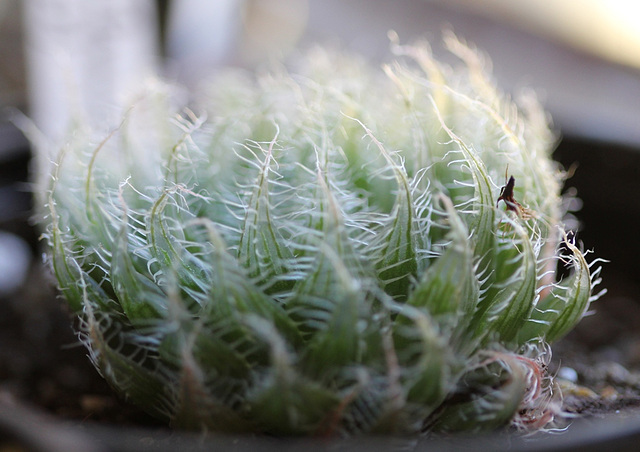 Haworthia bolusii v. blackbeardiana