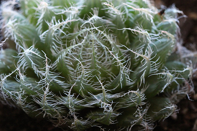 Haworthia bolusii v. blackbeardiana