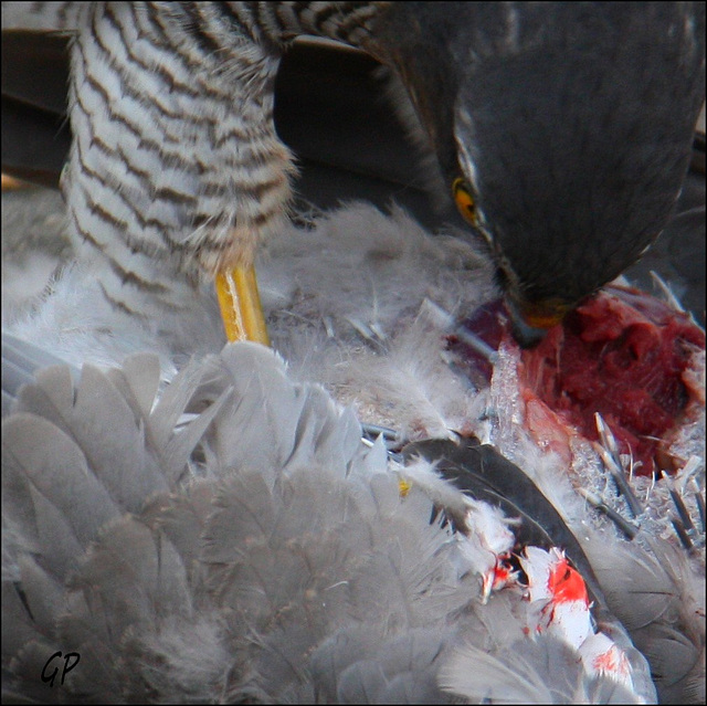 Trop bon ,viande fraîche  . . .