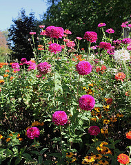 Zinnias roses