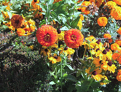 Zinnias oranges