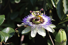 Passionsblume am Tappeinerweg in Meran