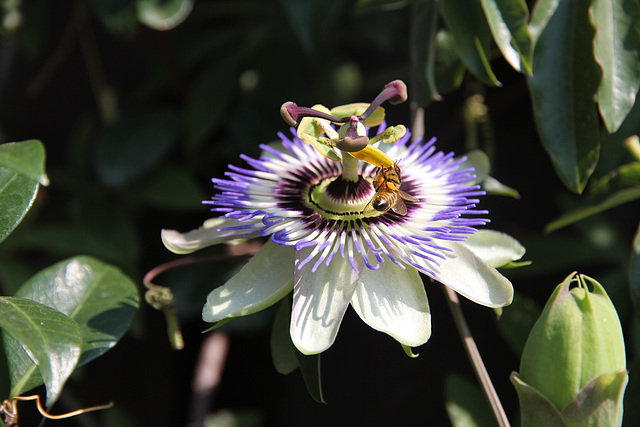 Passionsblume am Tappeinerweg in Meran