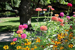 Zinnias