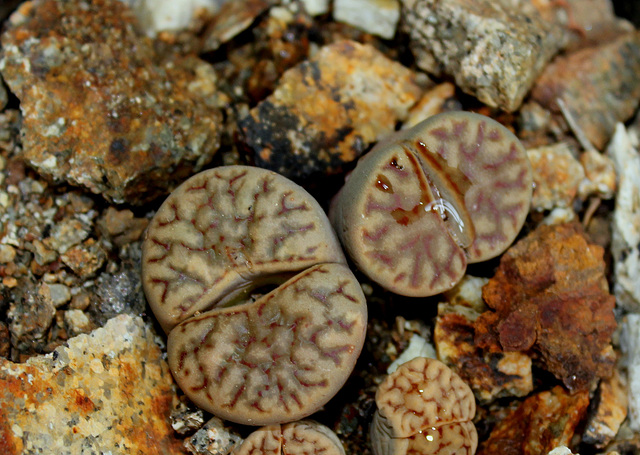 Lithops bromfieldii var menellii
