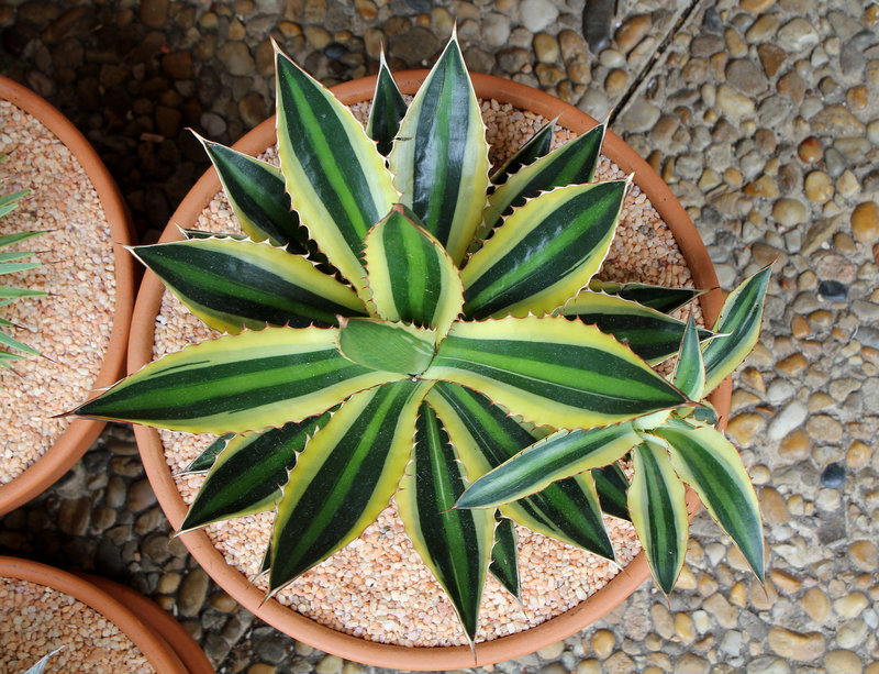 Agave lophanta (2)