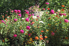 Zinnias roses