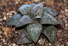 Haworthia emelyae picta