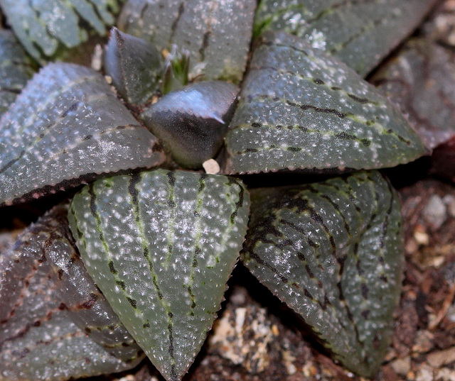 Haworthia emelyae picta