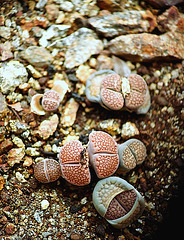 Lithops hallii- dédoublement